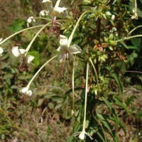 Clerodendrum indicum (L.) Kuntze